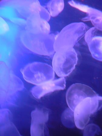 2013-07-29_0256.JPG
